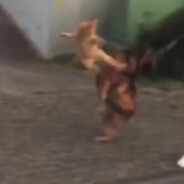 阿卡姆静安分院Joker