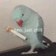 鲨鱼辣妹