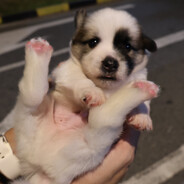 农村土狗不睡觉