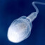 COOL SPERM CELL