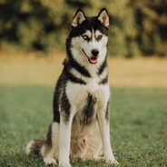 kdhsiwo - steam id 76561199658474225