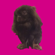 yogi.tula