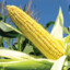 Corn-Based Ethanol