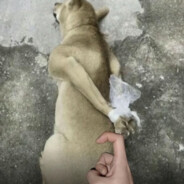 三角洲行动就是最好的FP