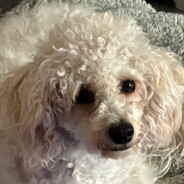 No Scope metro boomin