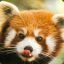 ImaRedPanda