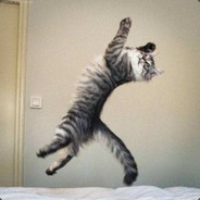 会后空翻的猫、