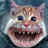 KittyShark