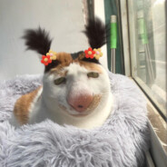 第一突破手吕小布