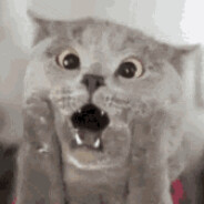 Володя Лесопилка