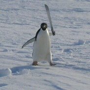 Pingüino Machete