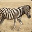 stripey horse