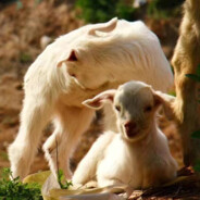 他说分子间有间隔