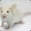 Algernon