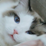 可可哎哎卤卤蛋