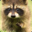 dababy raccoon