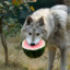 Wolf Eating A Watermelon