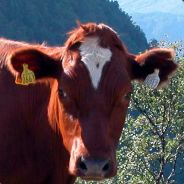 S.w.A.t téàm®|Rosenberg