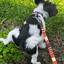 Felipe-