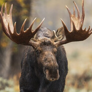 小鹿たての生まれ