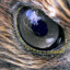 Hawk Eye