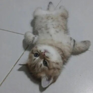 教练我想打职业