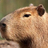 old_rodent
