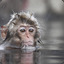 Water Monkey