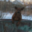 Пес помойный