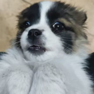 狗儿要听狗儿歌