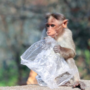 monk wit a bag