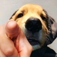 翻斗花园派大星