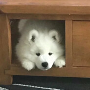 应看岁岁与卿同