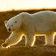 ThePolarBear