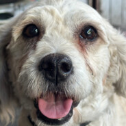 CAESAR是生蚝的猫