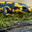 Feuersalamander