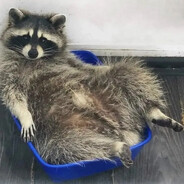 Ласковый Enot