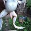 Testiculodeaguiladisecado_yt