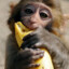 Monkey with banana