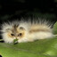 Risha