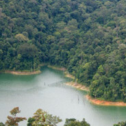 ветка любви