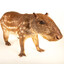The Paca