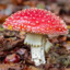 Amanita Muscaria