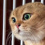 胖猫