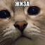 Dimon4Ka