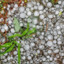 Hailstorming