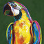 GayParrotForSale