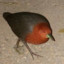 Rednecked Crake