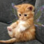 i like cats