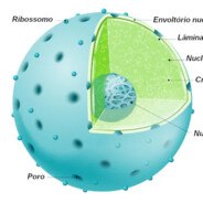 Núcleo Citoplasmatico